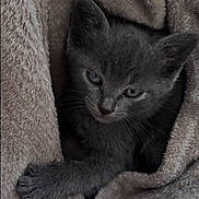 Luna participe au concours pour gagner de l'argent avec cette photo : kitten, cat, gray_cat, pet, animal, furry, cute, blanket, cozy, resting, paw, fur, snuggled, indoors, young_cat, whiskers, sleepy, soft_texture, comfort, closeup