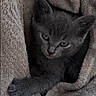 kitten, cat, gray_cat, pet, animal, furry, cute, blanket, cozy, resting, paw, fur, snuggled, indoors, young_cat, whiskers, sleepy, soft_texture, comfort, closeup