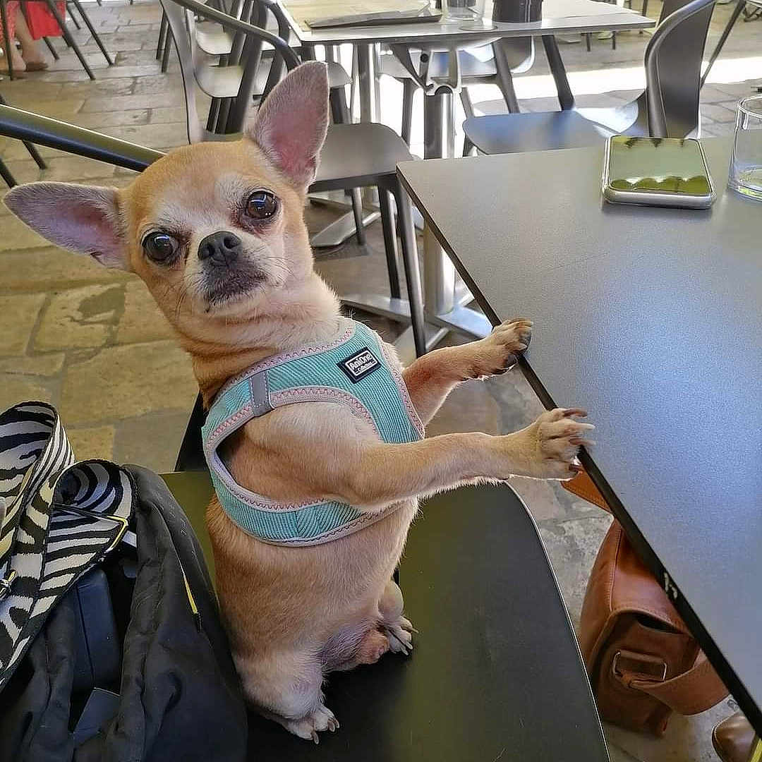 Sophie Soulié a rejoint le concours — aidez-le/la à gagner de superbes lots ! animal, architecture, building, bulldog, cafeteria, canine, chihuahua, child, dog, face, female, furniture, girl, head, indoors, person, pet, puppy, restaurant, table