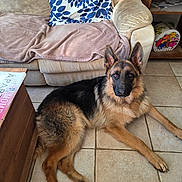 Vulkan a rejoint le concours — aidez-le/la à gagner de superbes lots ! dog, german_shepherd, tile_floor, couch, pillow, blanket, living_room, pet, indoor, furniture, wooden_table, shelf, book, relaxed, canine, ears_up, brown, black, fur, alert