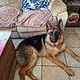 dog, german_shepherd, tile_floor, couch, pillow, blanket, living_room, pet, indoor, furniture, wooden_table, shelf, book, relaxed, canine, ears_up, brown, black, fur, alert