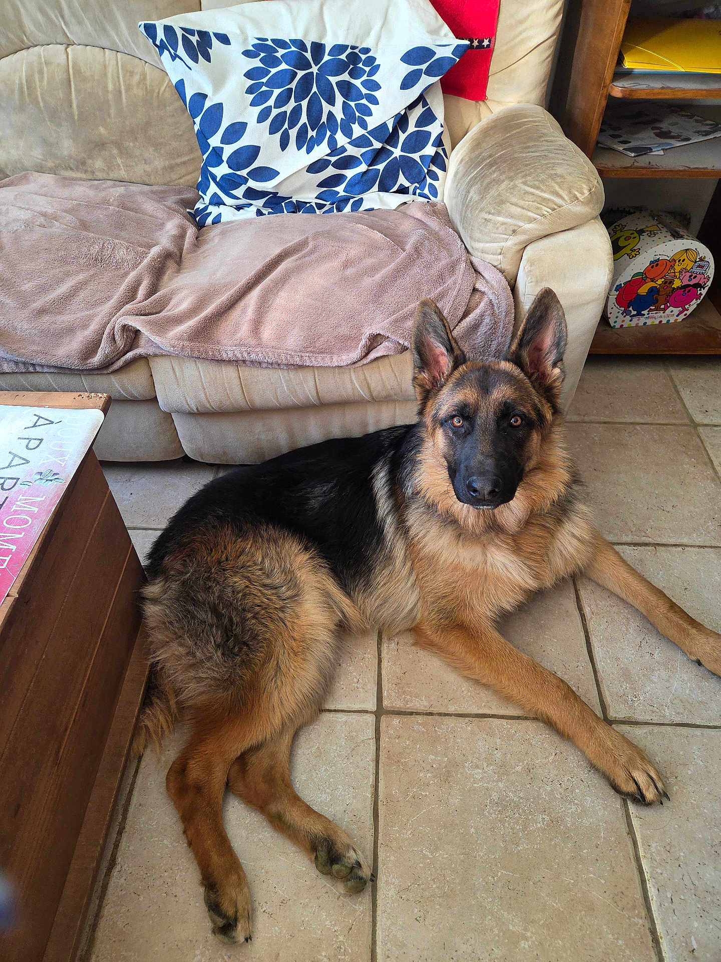 Vulkan a rejoint le concours — aidez-le/la à gagner de superbes lots ! dog, german_shepherd, tile_floor, couch, pillow, blanket, living_room, pet, indoor, furniture, wooden_table, shelf, book, relaxed, canine, ears_up, brown, black, fur, alert
