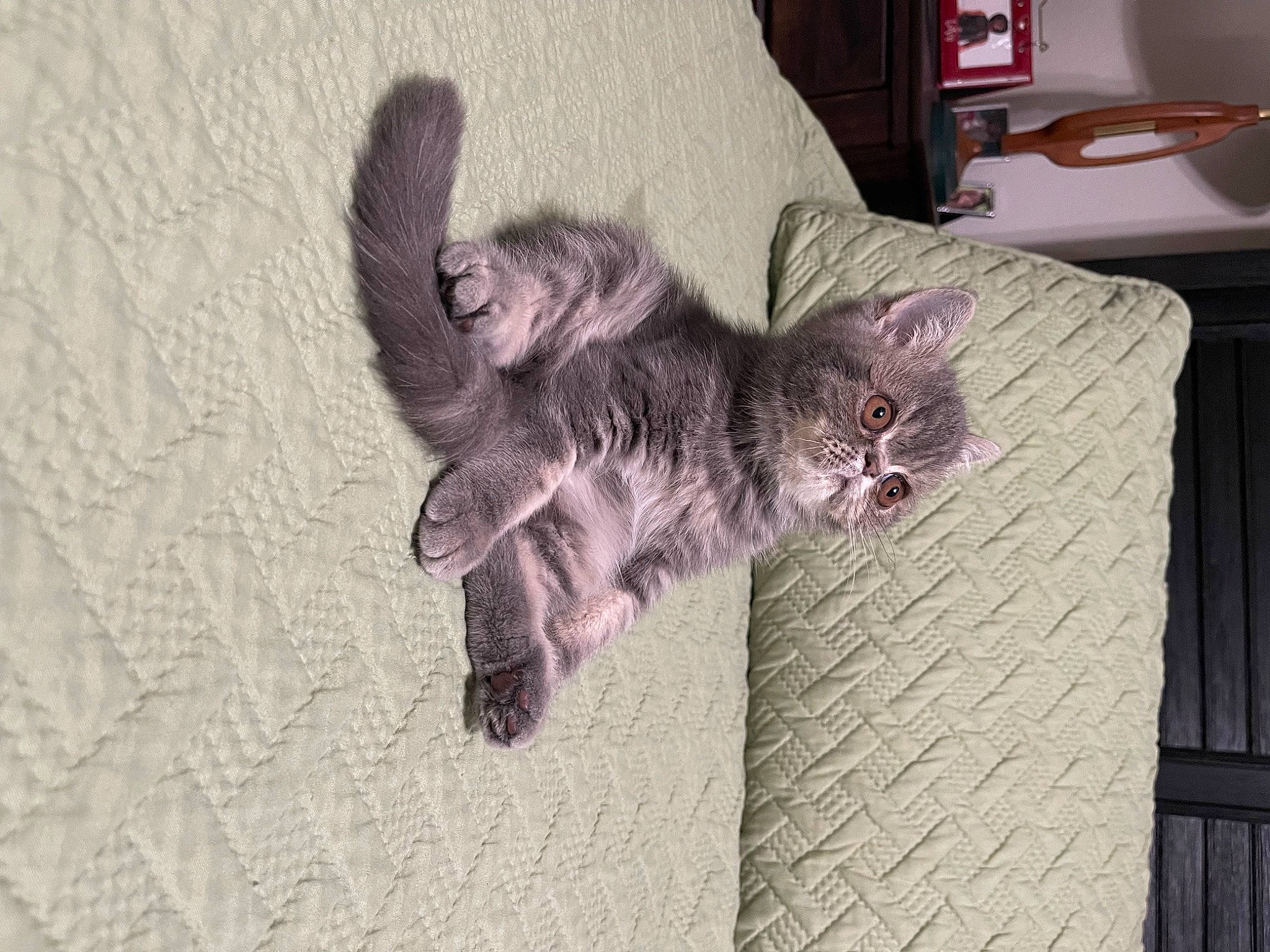 Louie joined the competition — help win amazing prizes! black_cat, canidae, carnivore, cat, claw, domestic_short_haired_cat, felidae, flooring, fur, grey, hardwood, paw, room, small_to_medium_sized_cats, snout, sporting_group, tail, whiskers, wood