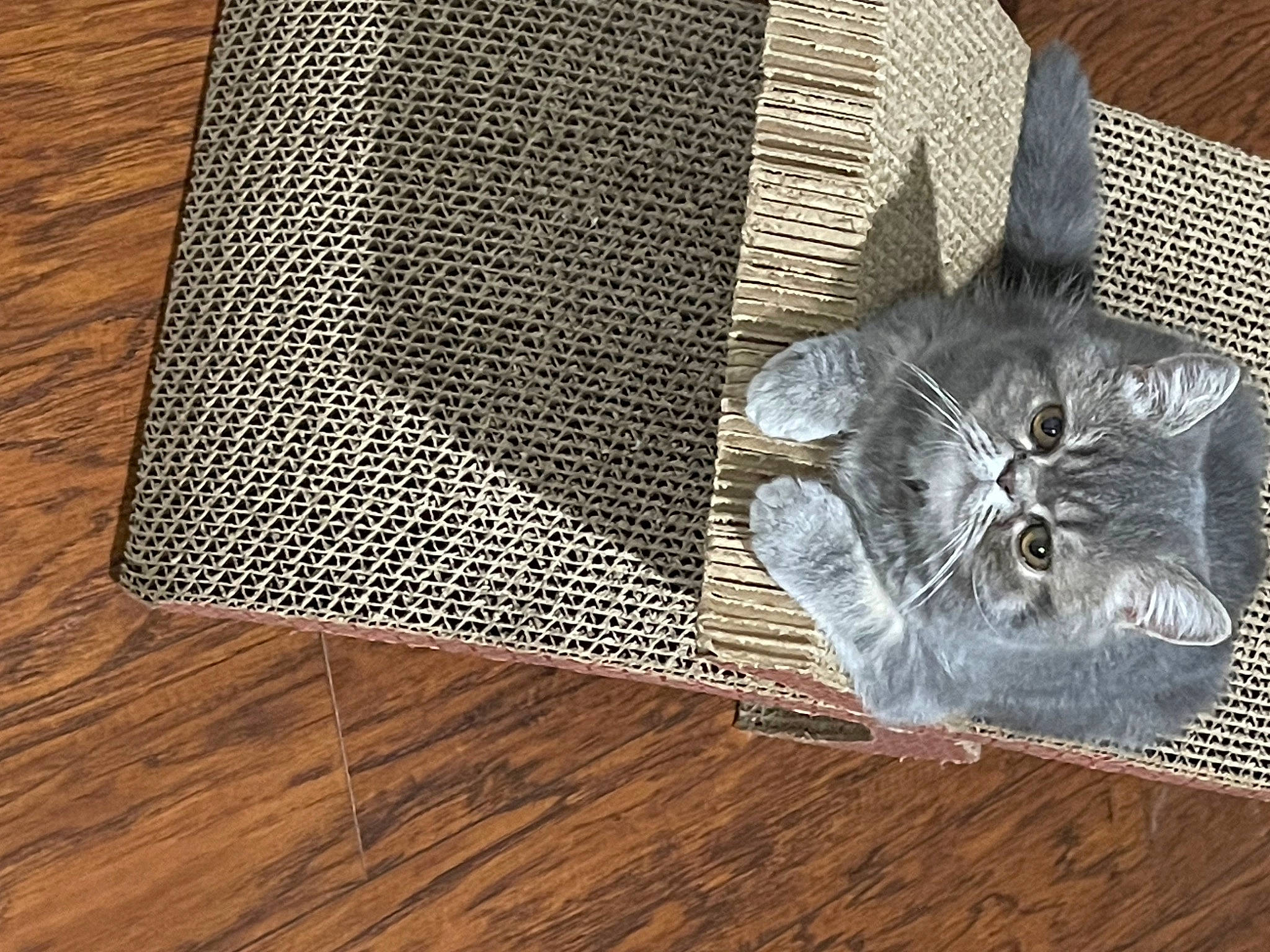 Louie joined the competition — help win amazing prizes! art, basket, carnivore, cat, domestic_short_haired_cat, fashion_accessory, felidae, flooring, font, fur, grey, hardwood, mesh, metal, pattern, rectangle, small_to_medium_sized_cats, whiskers, wood, wood_stain