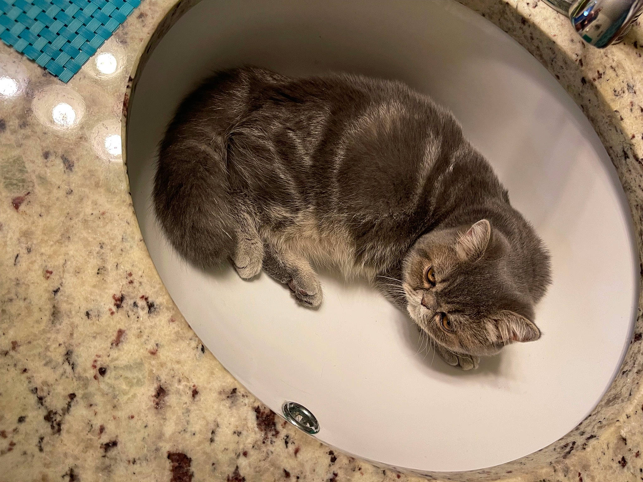 Louie is registered to the contest to win money with this photo: automotive_tire, carnivore, cat, cat_supply, circle, comfort, domestic_short_haired_cat, felidae, flooring, fur, grey, kitchen_utensil, paw, pet_supply, serveware, small_to_medium_sized_cats, snout, tail, whiskers, wood