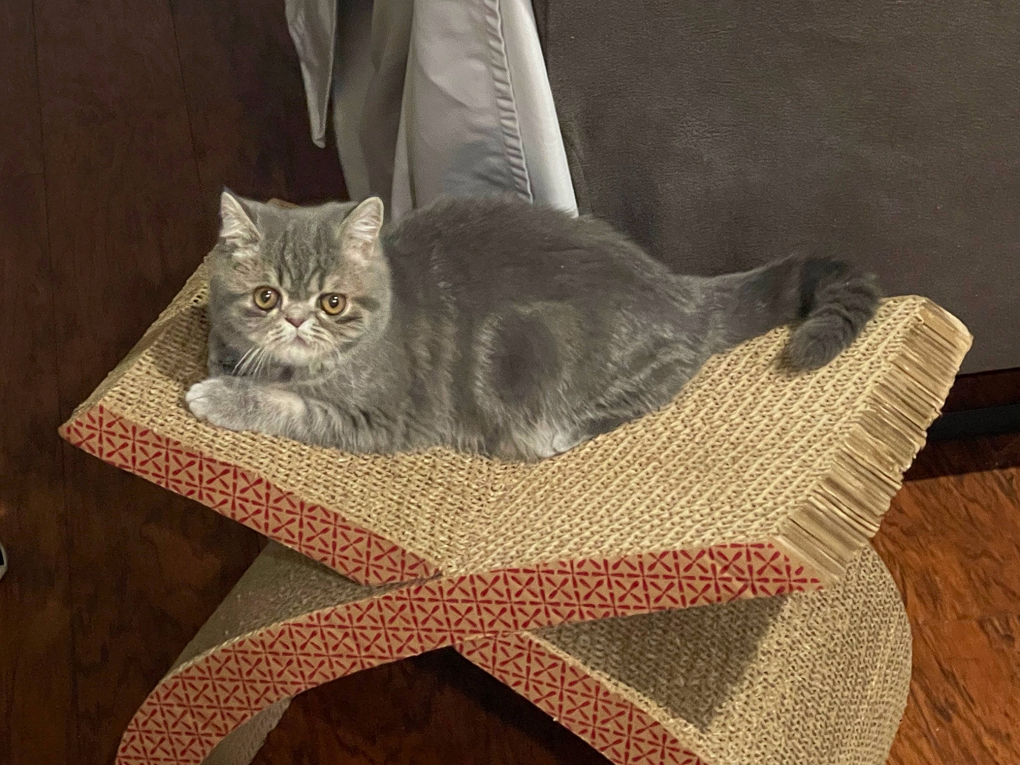 Louie is registered to the contest to win money with this photo: carnivore, cat, cat_bed, cat_supply, comfort, domestic_short_haired_cat, fawn, felidae, flooring, fur, grey, hardwood, pattern, rectangle, small_to_medium_sized_cats, tail, textile, vertebrate, whiskers, wood