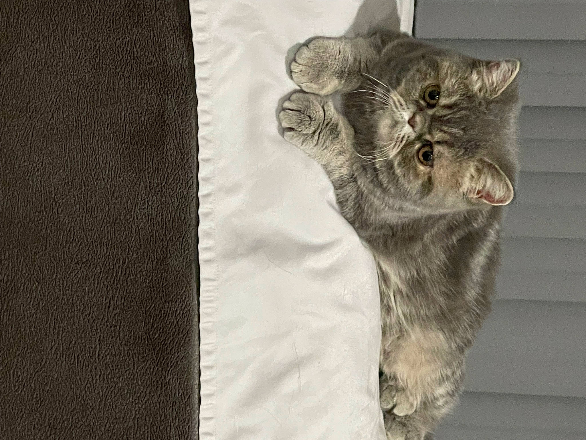 Louie joined the competition — help win amazing prizes! art, bobcat, carnivore, cat, claw, domestic_short_haired_cat, fashion_accessory, felidae, fur, grey, illustration, linens, pattern, paw, sleeve, small_to_medium_sized_cats, snout, tail, whiskers, window