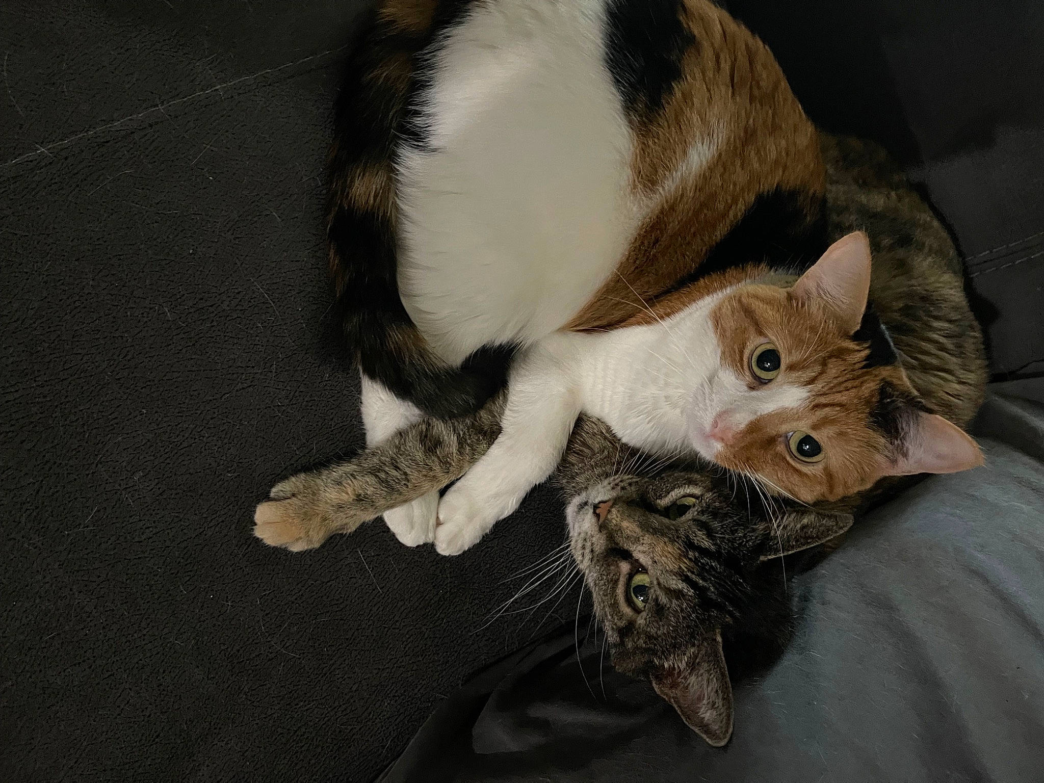 Lily joined the competition — help win amazing prizes! carnivore, cat, claw, comfort, domestic_short_haired_cat, ear, eye, eyelash, fawn, felidae, fur, paw, small_to_medium_sized_cats, tail, whiskers