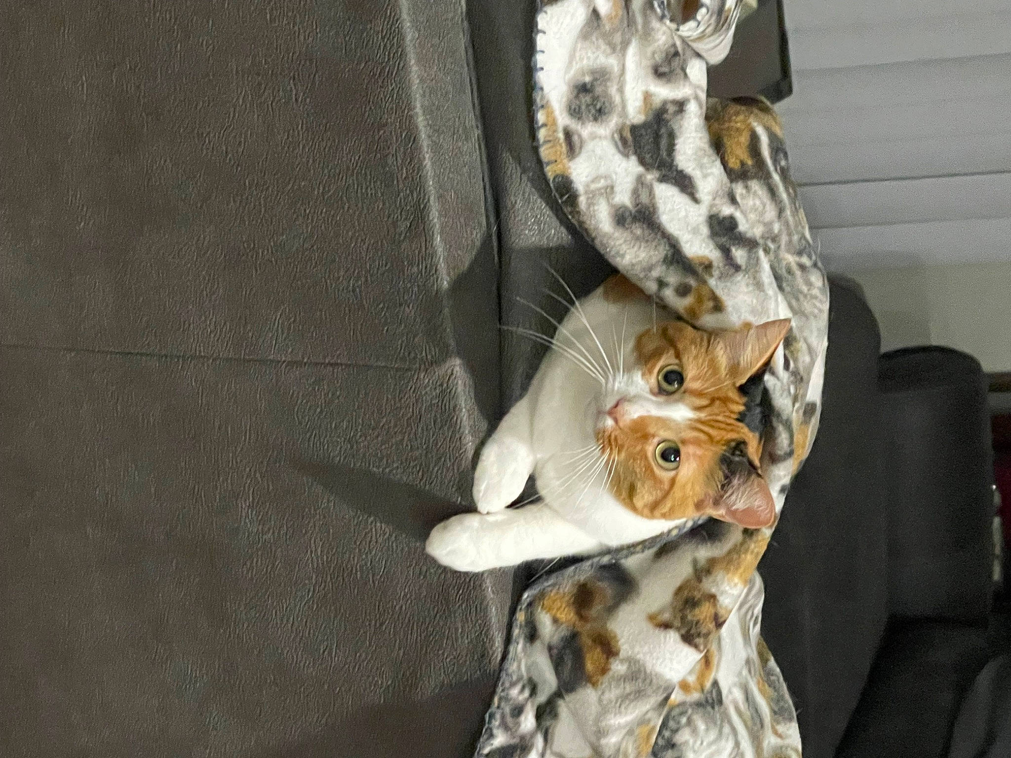 Lily is registered to the contest to win money with this photo: canidae, carnivore, cat, comfort, companion_dog, couch, domestic_short_haired_cat, fashion_accessory, fawn, felidae, fur, military_camouflage, sleeve, small_to_medium_sized_cats, sporting_group, sunglasses, tail, toy, tree, whiskers