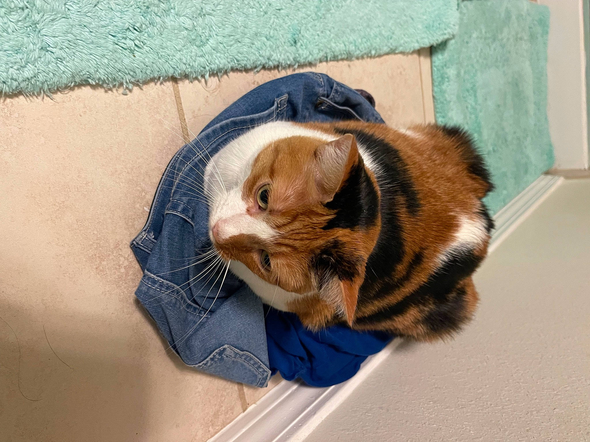 Lily is registered to the contest to win money with this photo: canidae, carnivore, cat, claw, comfort, dog_breed, domestic_short_haired_cat, electric_blue, fawn, felidae, fur, hat, mammal, small_to_medium_sized_cats, sporting_group, sunglasses, tail, terrestrial_animal, whiskers, window