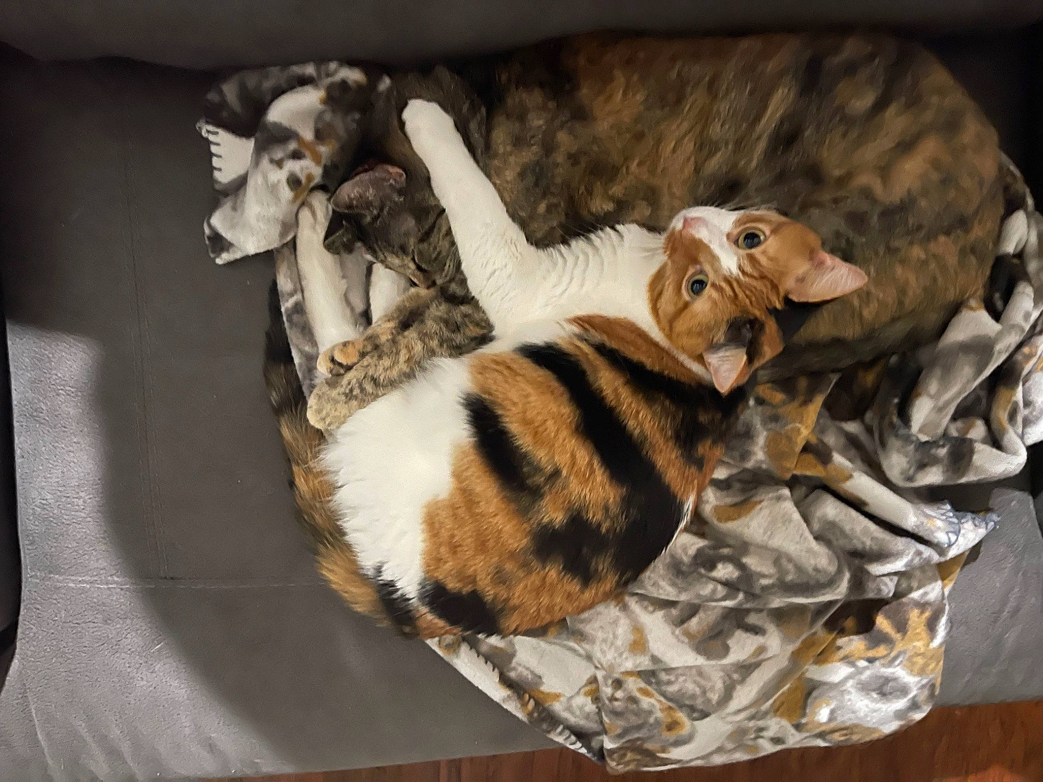 Lily joined the competition — help win amazing prizes! bed, carnivore, cat, cat_bed, cat_supply, comfort, couch, domestic_short_haired_cat, felidae, fur, linens, paw, room, small_to_medium_sized_cats, tail, terrestrial_animal, toy, whiskers, wood