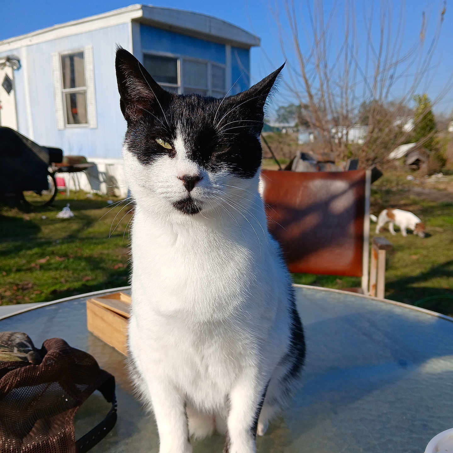 Lola is registered to the contest to win money with this photo: animal, backyard, black_and_white_cat, blue_sky, cat, chair, daytime, dog, fur, glass_table, grass, house, nature, outdoor, pet, relaxing, shadow, sunlight, whiskers, window