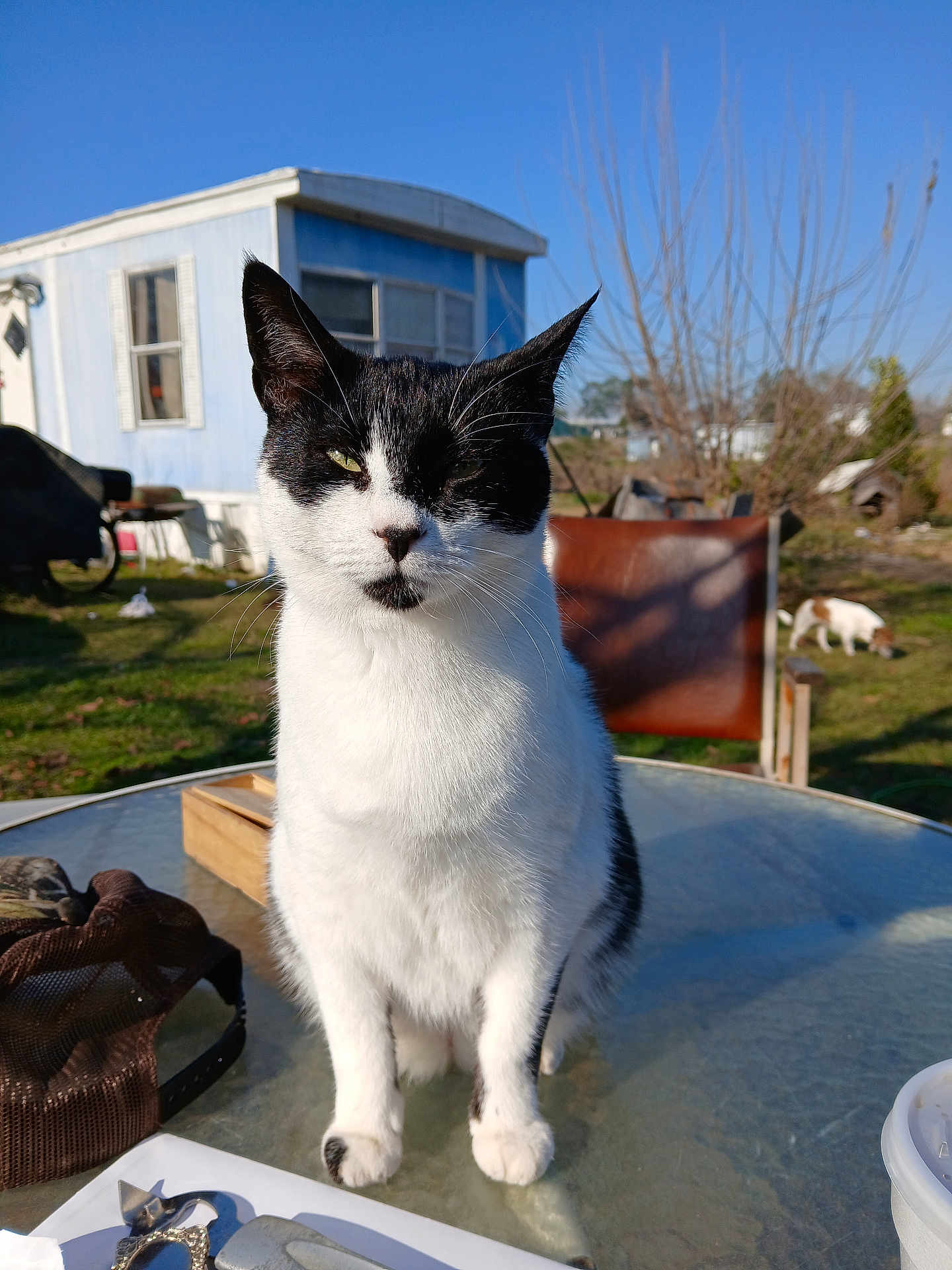 Lola is registered to the contest to win money with this photo: cat, black_and_white_cat, outdoor, glass_table, blue_sky, house, dog, chair, sunlight, grass, nature, pet, animal, fur, whiskers, window, daytime, shadow, relaxing, backyard