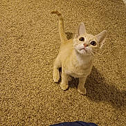 Buttons joined the competition — help win amazing prizes! animal, carpet, cat, curious, cute, domestic_cat, feline, fur, hand, indoor, kitten, looking_up, orange_cat, pet, playful, small_pet, tail_up, toy, whiskers, young_cat