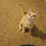 animal, carpet, cat, curious, cute, domestic_cat, feline, fur, hand, indoor, kitten, looking_up, orange_cat, pet, playful, small_pet, tail_up, toy, whiskers, young_cat