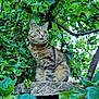 alert, animal, apple, branch, cat, cute, daylight, feline, fruit, greenery, leaves, nature, outdoor, pet, plant, sitting, tabby_cat, tree, wildlife, wood