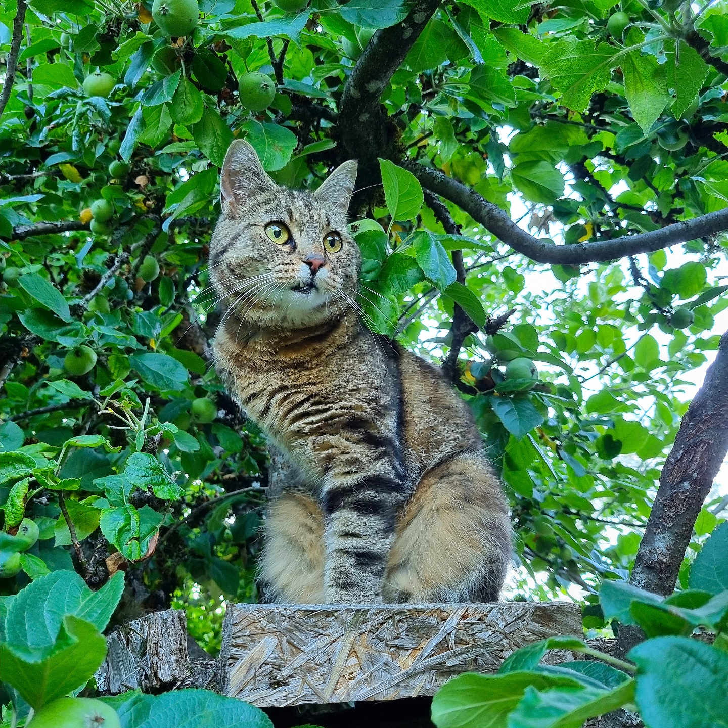 Aristide a rejoint le concours — aidez-le/la à gagner de superbes lots ! alert, animal, apple, branch, cat, cute, daylight, feline, fruit, greenery, leaves, nature, outdoor, pet, plant, sitting, tabby_cat, tree, wildlife, wood