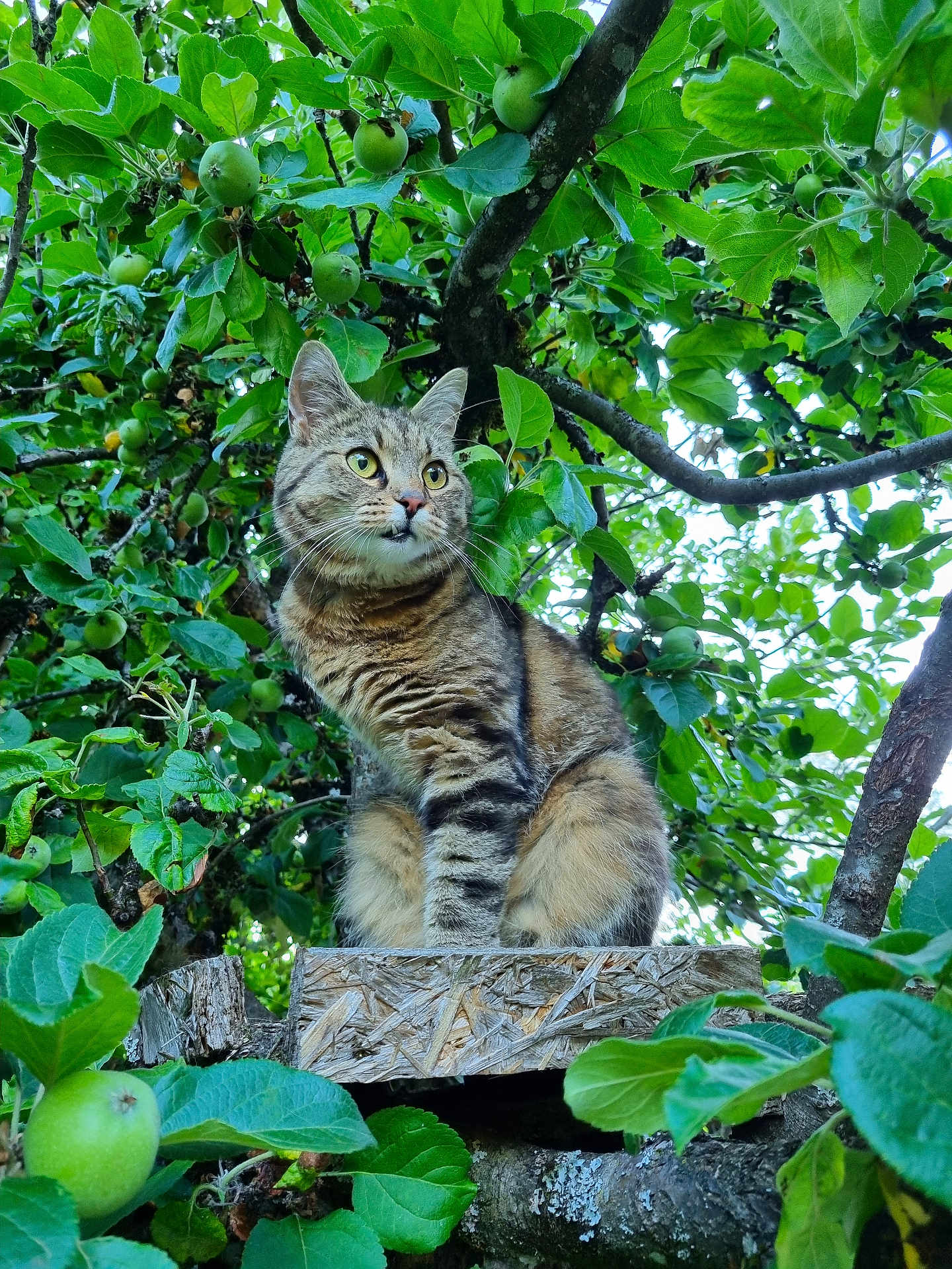 Aristide a rejoint le concours — aidez-le/la à gagner de superbes lots ! alert, animal, apple, branch, cat, cute, daylight, feline, fruit, greenery, leaves, nature, outdoor, pet, plant, sitting, tabby_cat, tree, wildlife, wood