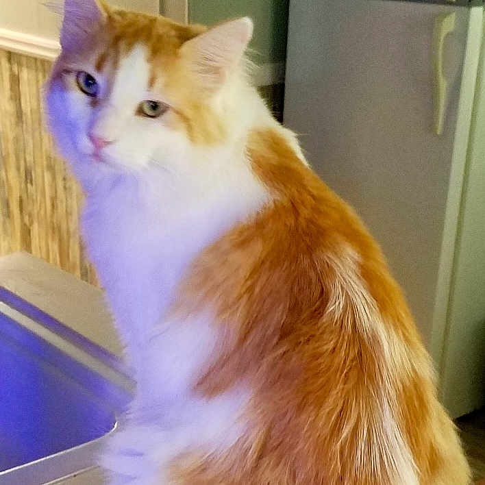 T C joined the competition — help win amazing prizes! abyssinian, angora, animal, appliance, cat, closet, cupboard, device, drawer, electricaldevice, furniture, indoors, interiordesign, kitten, manx, pet, refrigerator, siamese, sink, wood