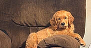 Max is registered to the contest to win money with this photo: dog, puppy, golden_retriever, armchair, brown_chair, indoor, cozy, relaxed, pet, furniture, blanket, red_blanket, canine, cute, young_dog, resting, living_room, domestic, animal, companion