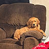 dog, puppy, golden_retriever, armchair, brown_chair, indoor, cozy, relaxed, pet, furniture, blanket, red_blanket, canine, cute, young_dog, resting, living_room, domestic, animal, companion
