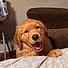Max is registered to the contest to win money with this photo: dog, golden_retriever, puppy, smiling, happy, pet, animal, fur, cute, indoor, blanket, snowflake_pattern, bedroom, couch, paw, canine, domestic_animal, mammal, friendly, playful