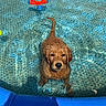 dog, puppy, golden_retriever, water, pool, inflatable_pool, toy, blue, summer, pet, pet_in_water, wet_dog, animal, playful, outdoor, sunlight, ripples, cute, looking_up, adorable