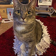 Jazz joined the competition — help win amazing prizes! aegean_cat, american_wirehair, asian, california_spangled, cat, cat_like_mammal, domestic_short_haired_cat, dragon_li, european_shorthair, fauna, fur, kitten, pixie_bob, small_to_medium_sized_cats, snout, tabby_cat, whiskers