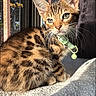 Cleo is registered to the contest to win money with this photo: kitten, cat, spotted, collar, green_collar, sunlight, window, bars, blanket, white_blanket, indoor, pet, feline, cute, young_cat, fur, whiskers, ears, resting, daylight