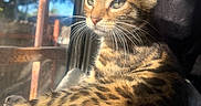 Cleo joined the competition — help win amazing prizes! cat, kitten, tabby, animal, pet, feline, whiskers, ears, fur, window, sunlight, shadow, resting, indoors, closeup, portrait, relaxation, nature, daylight, calm