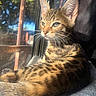 cat, kitten, tabby, animal, pet, feline, whiskers, ears, fur, window, sunlight, shadow, resting, indoors, closeup, portrait, relaxation, nature, daylight, calm