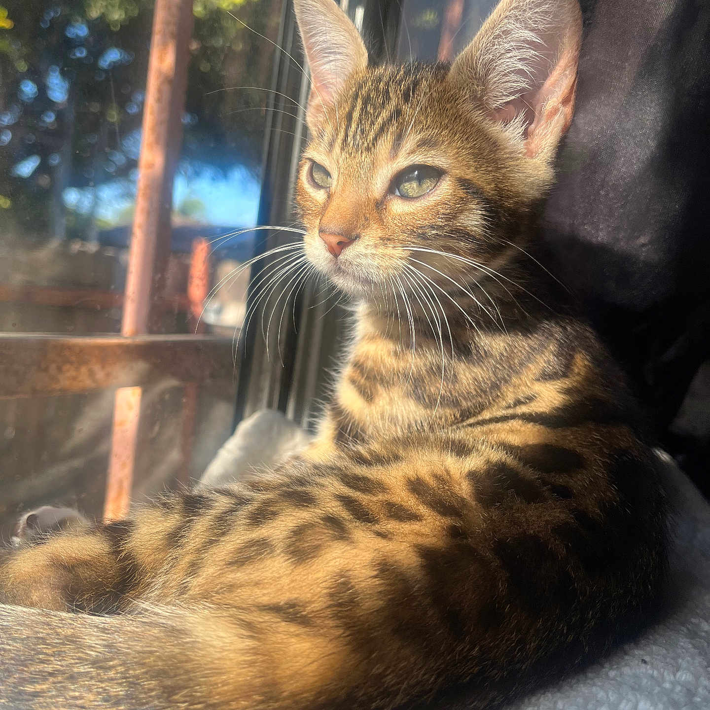 Cleo joined the competition — help win amazing prizes! cat, kitten, tabby, animal, pet, feline, whiskers, ears, fur, window, sunlight, shadow, resting, indoors, closeup, portrait, relaxation, nature, daylight, calm