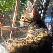 Cleo joined the competition — help win amazing prizes! cat, kitten, tabby, window, sunlight, whiskers, fur, outdoor, greenery, pets, animal, domestic, cute, side_view, resting, young, portrait, natural_light, indoor, curtain