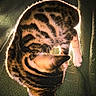 Cleo is registered to the contest to win money with this photo: cat, animal, pet, fur, striped, cozy, curled_up, sleeping, domestic_animal, close_up, texture, whiskers, ears, feline, resting, indoor, soft_light, shadow, warm_tone, quiet