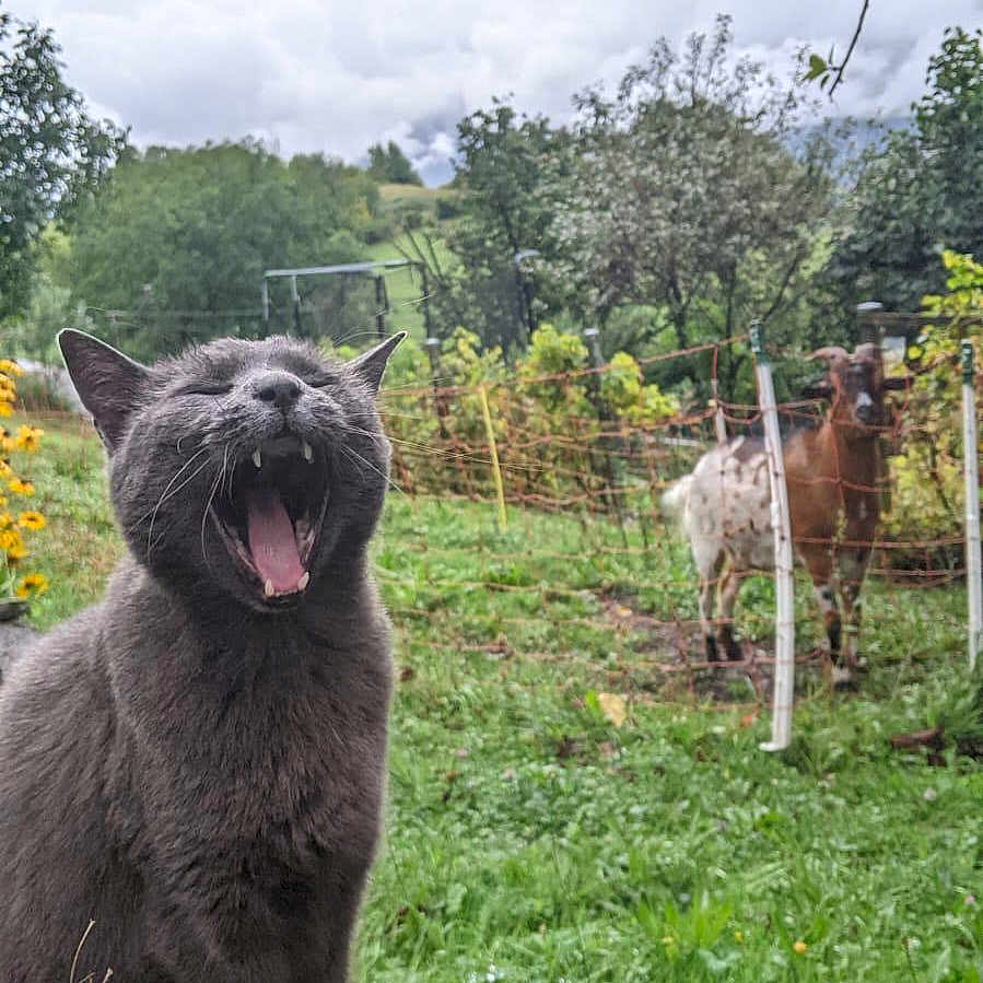 Minette participe au concours pour gagner de l'argent avec cette photo : animal, cat, cloudy, farm, fence, field, goat, grass, gray_cat, greenery, log, mammal, nature, outdoor, pet, sky, tree, vibrant, wildlife, yawning_cat