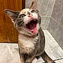 Amaya participe au concours pour gagner de l'argent avec cette photo : animal, calico, cat, collar, cute, door, feline, floor, fur, indoor, kitten, mouth_open, pet, playful, sitting, teeth, tile, tongue, whiskers, young