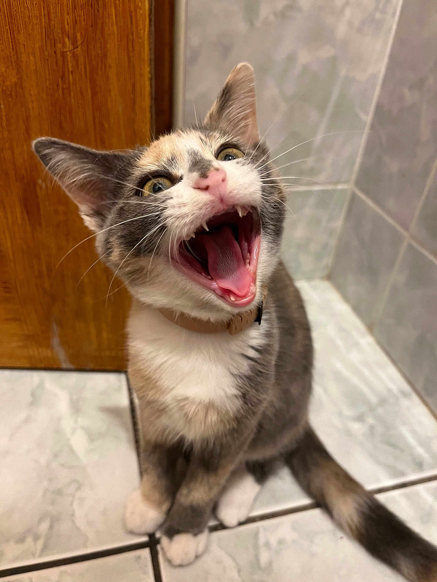 Amaya participe au concours pour gagner de l'argent avec cette photo : animal, calico, cat, collar, cute, door, feline, floor, fur, indoor, kitten, mouth_open, pet, playful, sitting, teeth, tile, tongue, whiskers, young