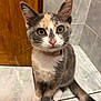 Amaya a rejoint le concours — aidez-le/la à gagner de superbes lots ! animal, calico, cat, closeup, collar, curious, cute, domestic, door, ears, feline, floor, indoor, pet, sitting, tail, tiles, whiskers, wood, young