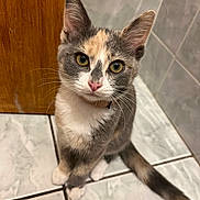 Amaya a rejoint le concours — aidez-le/la à gagner de superbes lots ! animal, calico, cat, curious, cute, domestic, door, ears, feline, floor, indoor, kitten, looking_up, pet, pink_nose, sitting, tail, tile, whiskers, young