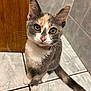 animal, calico, cat, curious, cute, domestic, door, ears, feline, floor, indoor, kitten, looking_up, pet, pink_nose, sitting, tail, tile, whiskers, young