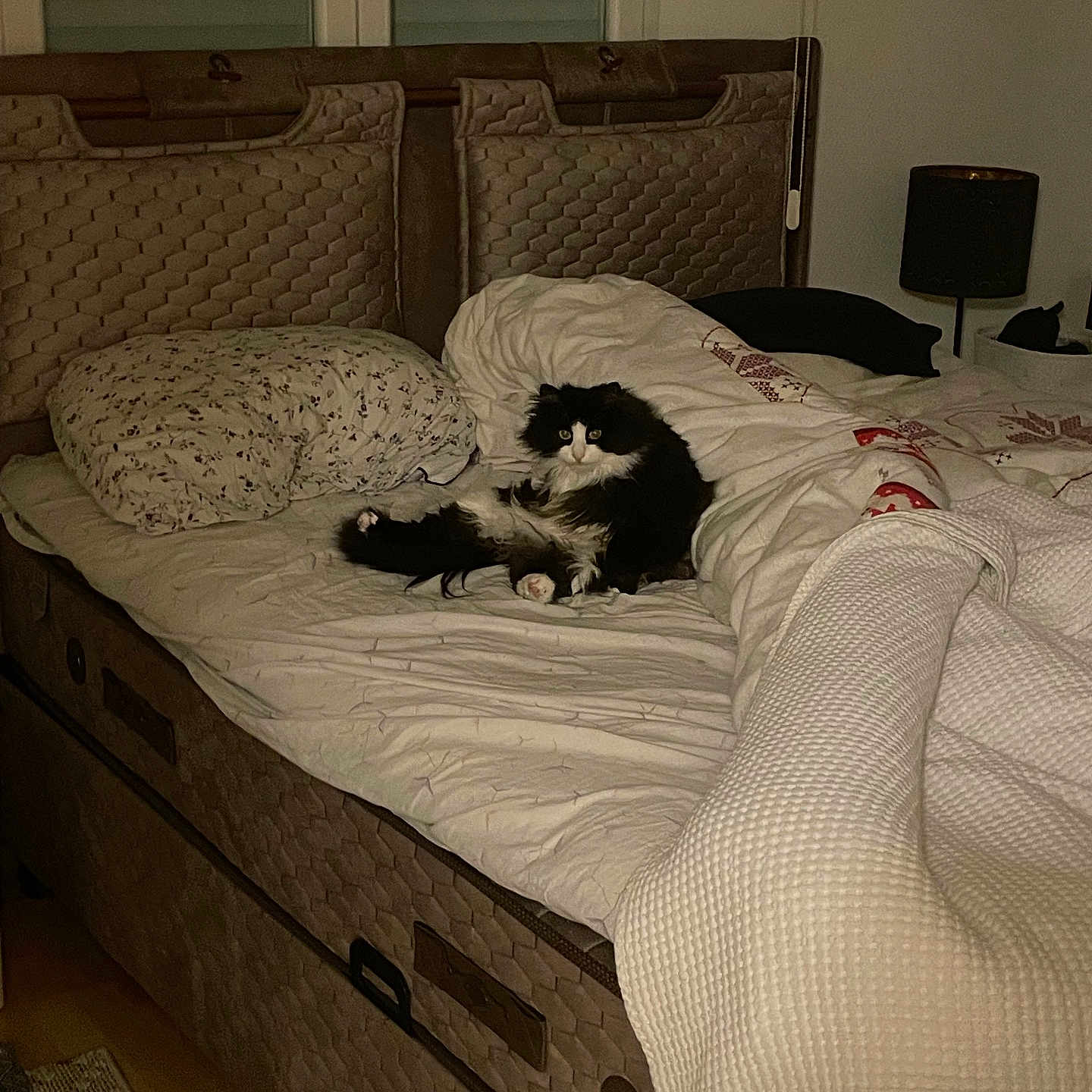 Cilek a rejoint le concours — aidez-le/la à gagner de superbes lots ! animal, bed, bedroom, blanket, canine, cat, couch, cushion, dog, dormroom, furniture, homedecor, indoors, interiordesign, kitten, pet, puppy, quilt, room, rug