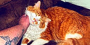 Simba Lou is registered to the contest to win money with this photo: cat, ginger_cat, orange_cat, pet, couch, pillow, tattoo, arm, human_arm, cozy, indoor, whiskers, fur, paw, tail, sleeping, content, petting, close_up, home