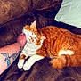 Simba Lou is registered to the contest to win money with this photo: cat, ginger_cat, orange_cat, pet, couch, pillow, tattoo, arm, human_arm, cozy, indoor, whiskers, fur, paw, tail, sleeping, content, petting, close_up, home