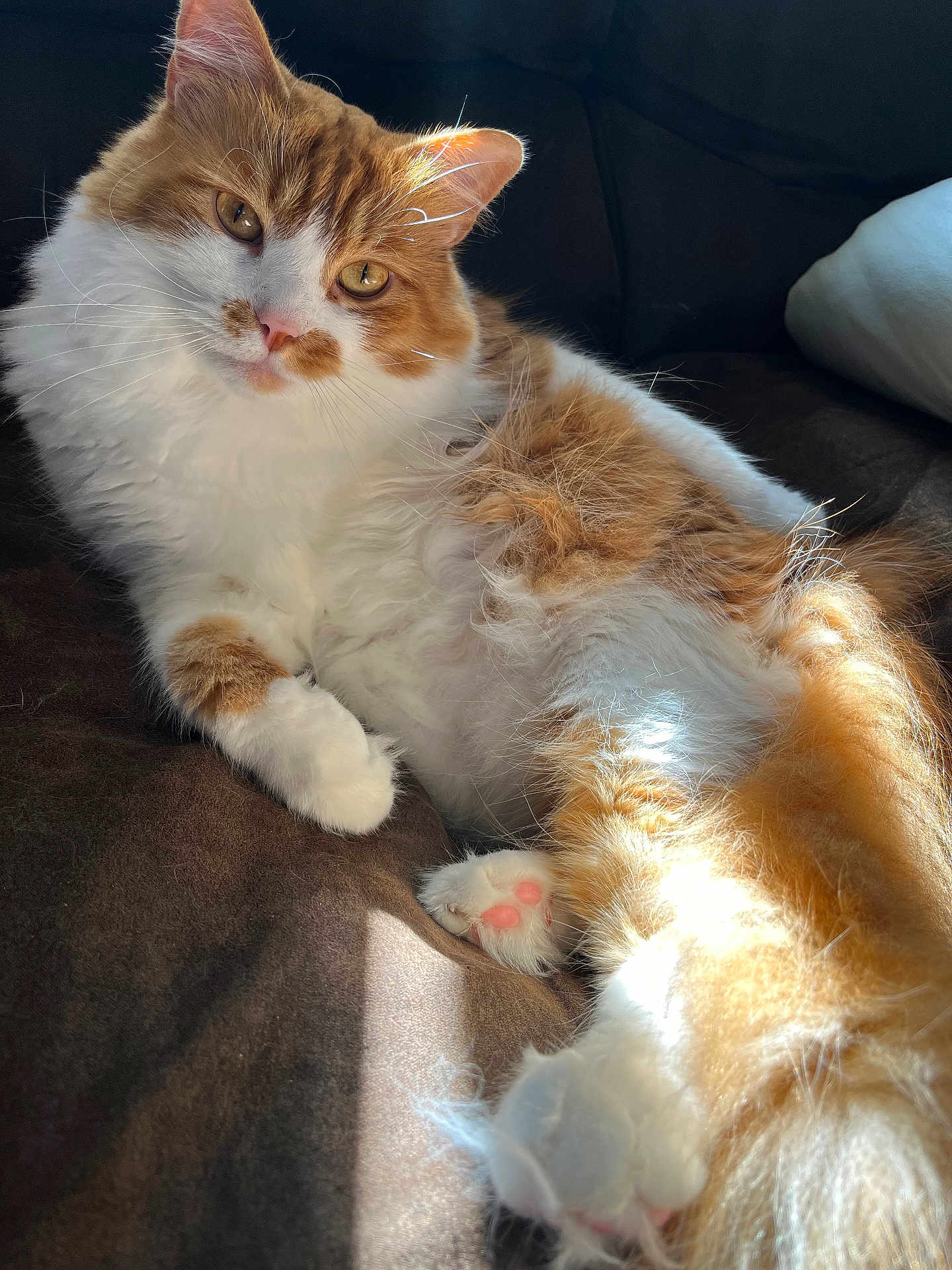 Simba Lou joined the competition — help win amazing prizes! cat, ginger_cat, orange_and_white, fluffy_fur, long_fur, paw, pink_paw_pads, whiskers, golden_eyes, portrait, sunlight, sunbeam, relaxed, lounging, indoor, sofa, couch, cozy, pet, fur_texture