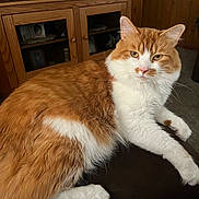 Simba Lou joined the competition — help win amazing prizes! cat, ginger_cat, orange_and_white, long_hair, domestic_cat, feline, pet, portrait, close_up, whiskers, paw, sitting, indoor, living_room, couch, wooden_cabinet, tv_stand, cozy, fur, relaxed