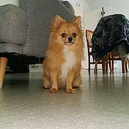 Daisy participe au concours pour gagner de l'argent avec cette photo : animal, canine, chair, couch, cute, dog, domestic_animal, floor, fur, furniture, grey_couch, household, indoor, living_room, pet, pomeranian, sitting, small_dog, tile_floor, wooden_chair