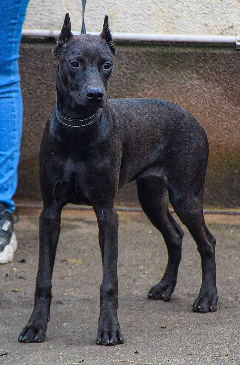 Level a rejoint le concours — aidez-le/la à gagner de superbes lots ! ancient_dog_breeds, canidae, carnivore, collar, companion_dog, dog, dog_breed, dog_supply, electric_blue, fawn, mexican_hairless_dog, non_sporting_group, peruvian_hairless_dog, sporting_group, tail, terrestrial_animal, working_animal, working_dog