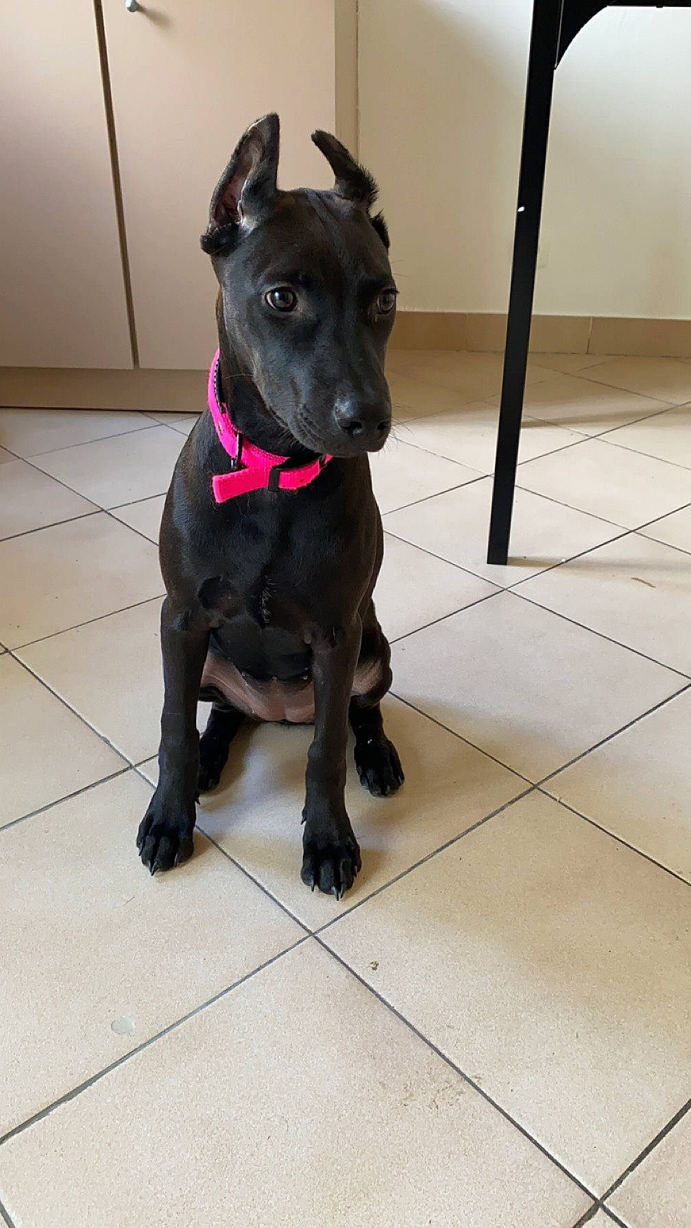 Level participe au concours pour gagner de l'argent avec cette photo : borador, canidae, carnivore, collar, companion_dog, dog, dog_breed, dog_collar, dog_supply, fawn, flooring, fur, guard_dog, pet_supply, snout, sporting_group, tail, tile_flooring, whiskers, working_animal