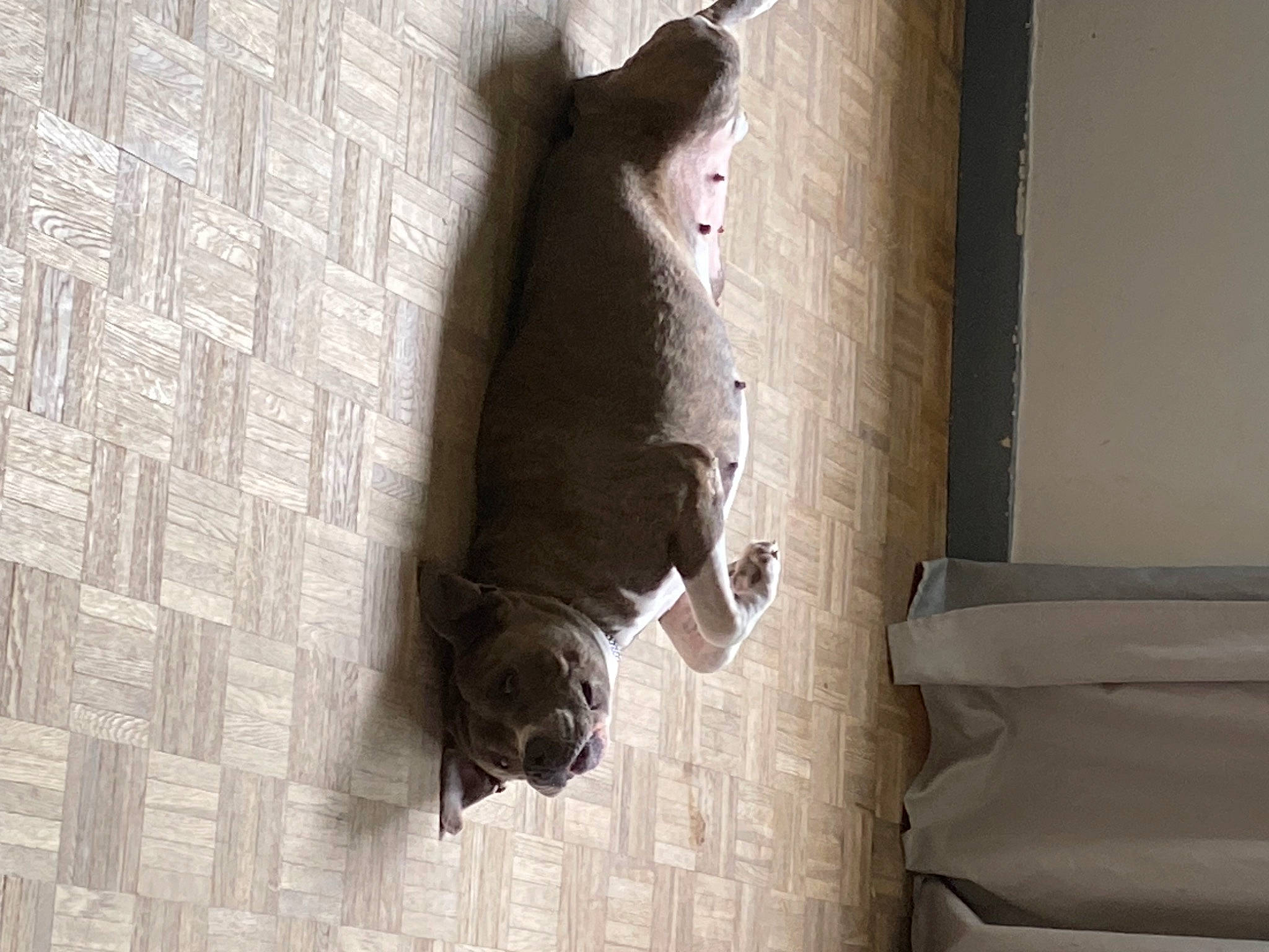 Arthena participe au concours pour gagner de l'argent avec cette photo : art, canidae, door, felidae, flooring, fur, gesture, grey, hardwood, monochrome, monochrome_photography, room, sculpture, shadow, sporting_group, tail, tints_and_shades, water, window, wood