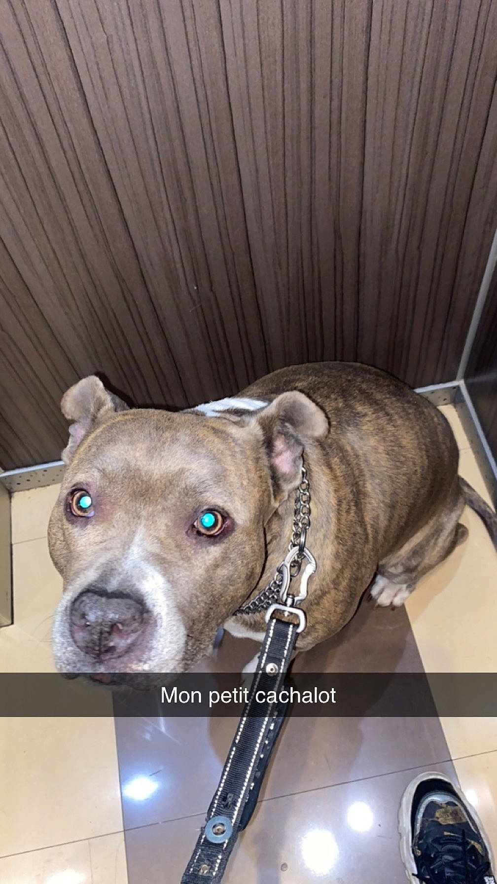 Arthena a rejoint le concours — aidez-le/la à gagner de superbes lots ! canidae, carnivore, collar, companion_dog, dog, dog_breed, dog_collar, dog_supply, fawn, non_sporting_group, pet_supply, snout, sporting_group, terrestrial_animal, whiskers, working_animal